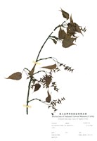 藏品(大屯尖葉槭)的圖片